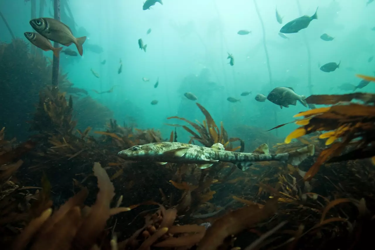 Dark shyshark, haploblepharus pictus and puffer shark swimming, South Africa.