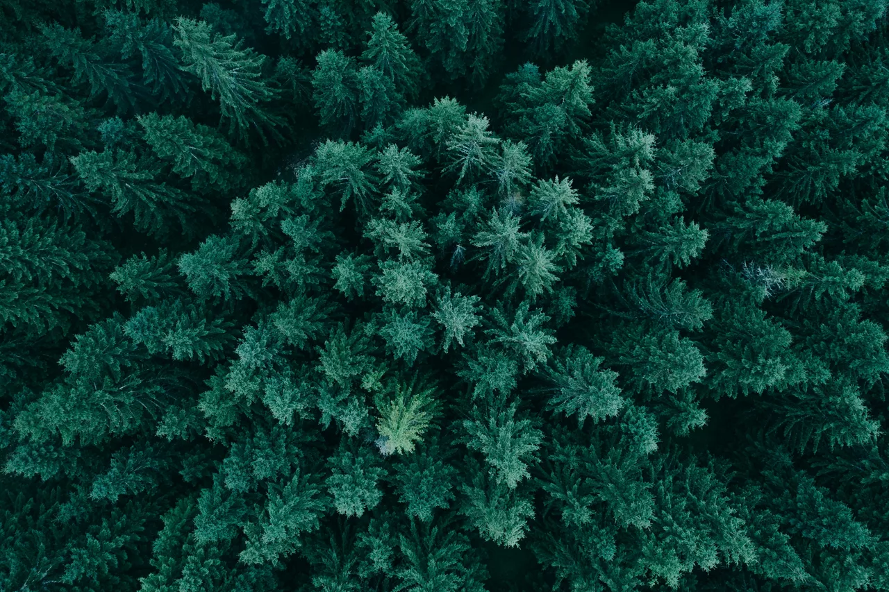 Pine treetops seen from a drone. | Sustainability approved retouched version/Original Version