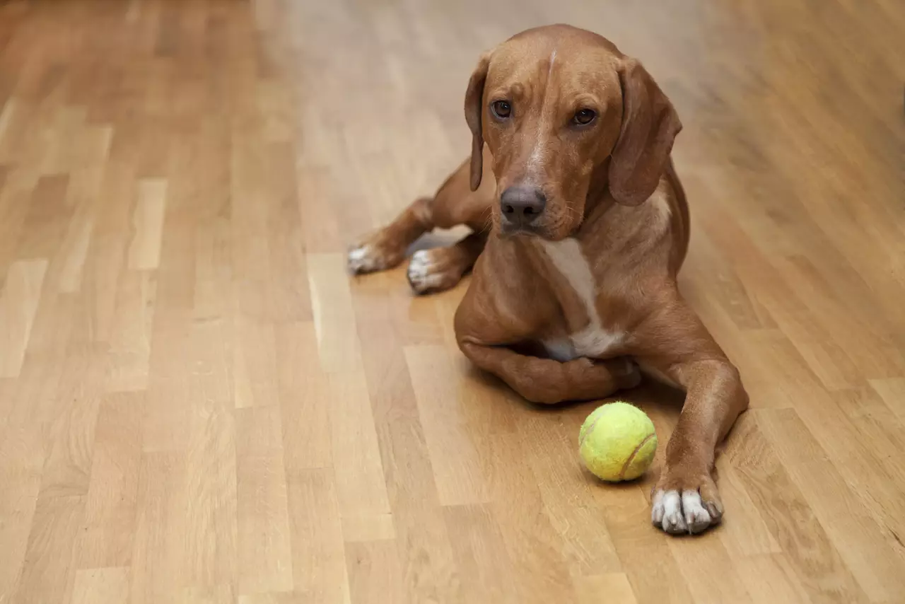 Dog with tennis ball