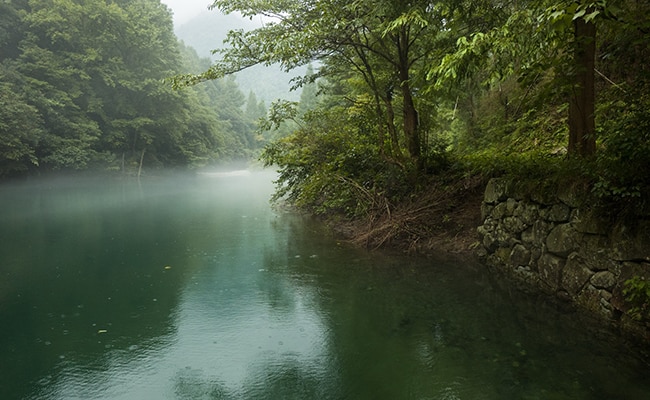 River bank in a forest