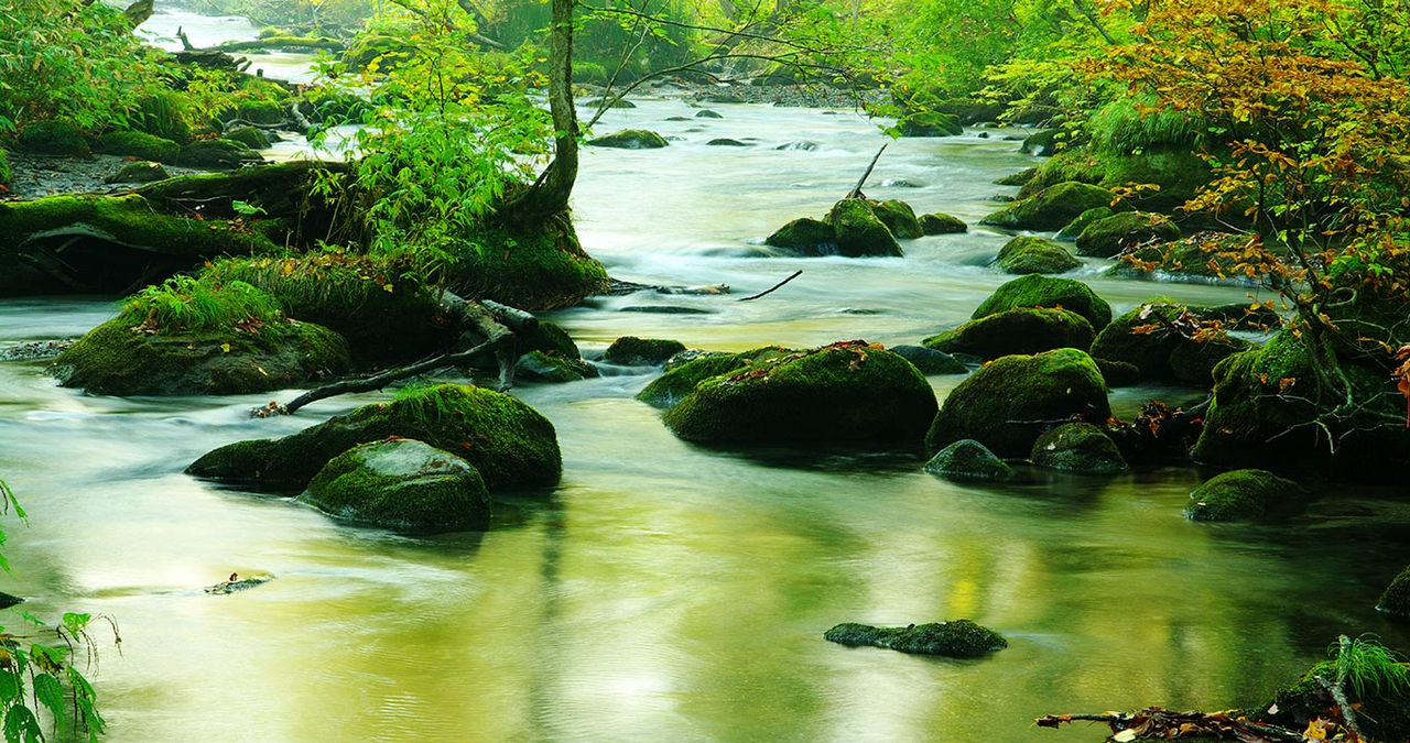 forest stream