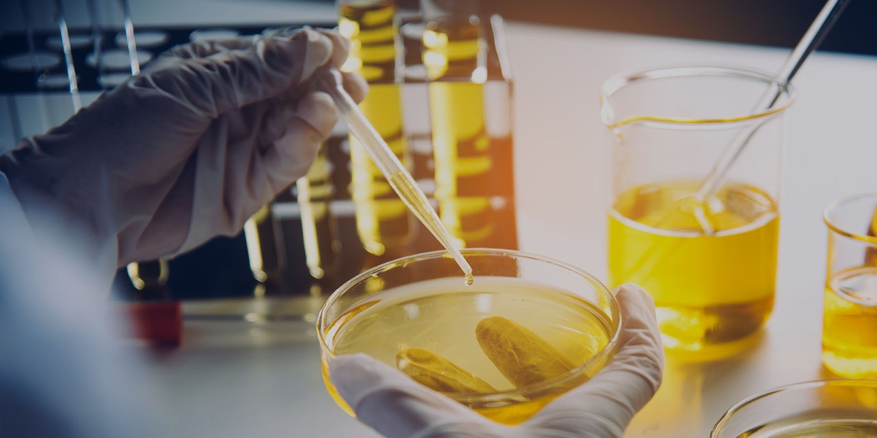 gold fluid in petri dish and beakers